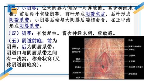 女孩生殖器|内生殖器